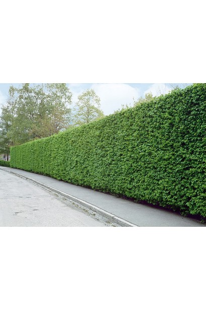 Граб звичайний зелений високий живопліт